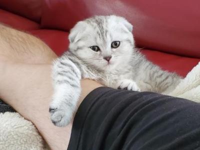 Violetta Mashtalyar - Cat Breeder - Charlotte, NC, US Violetta Mashtalyar - Cat Breeder - Charlotte, NC, US