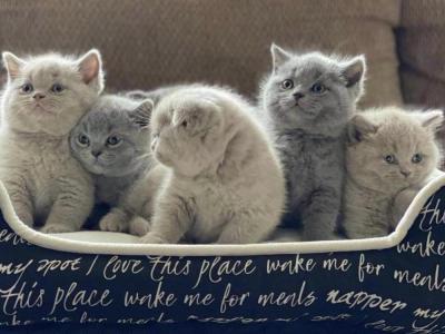 Alena - Cat Breeder - Philadelphia&comma; PA&comma; US