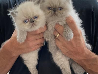 Kristy - Cat Breeder - Aledo&comma; TX&comma; US