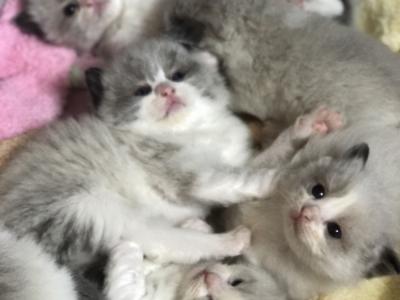Erin - Cat Breeder - Hastings&comma; PA&comma; US