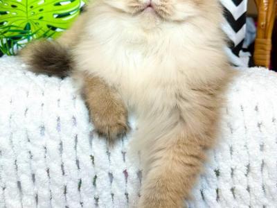 Nana - Cat Breeder - New York&comma; NY&comma; US