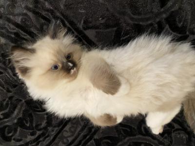joanne - Cat Breeder - Brooklyn&comma; NY&comma; US