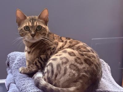 Darh - Cat Breeder - Crown Point&comma; IN&comma; US