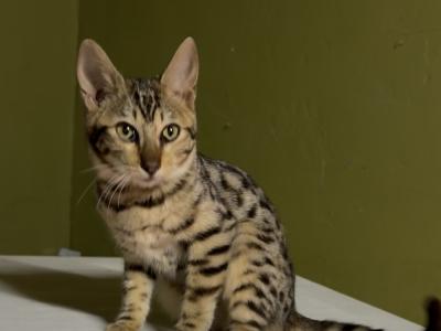 ADAM - Cat Breeder - CA, US ADAM - Cat Breeder - CA, US