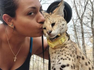 Natasha - Cat Breeder - Hedgesville&comma; WV&comma; US