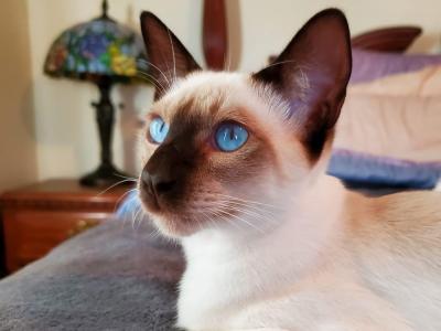 April - Cat Breeder - Phila&comma; PA&comma; US