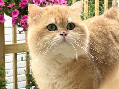Marina - Cat Breeder - NY&comma; US