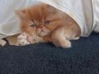 Janet - Cat Breeder - Albany&comma; OR&comma; US