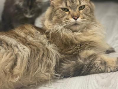 Valeria - Cat Breeder - Old Bridge, NJ, US Valeria - Cat Breeder - Old Bridge, NJ, US