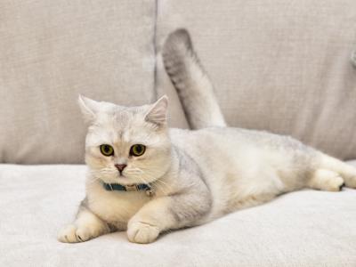 Beekah - Cat Breeder - Tampa, FL, US Beekah - Cat Breeder - Tampa, FL, US