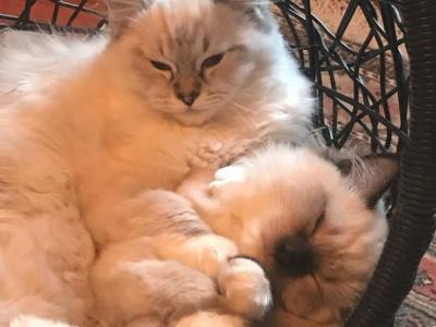 Christy - Cat Breeder - Saint Joseph&comma; MO&comma; US