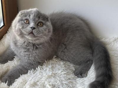 Iryna - Cat Breeder - Glendale&comma; CA&comma; US