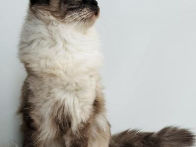 Lisa - Cat Breeder - Lock Haven&comma; PA&comma; US