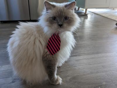 Krista Bevil - Cat Breeder - Dunnellon, FL, US Krista Bevil - Cat Breeder - Dunnellon, FL, US