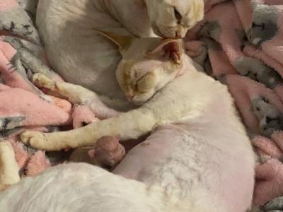 Maya VanBuren - Cat Breeder - GA&comma; US