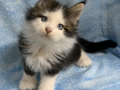 Jeanne Smith - Cat Breeder - Waterloo&comma; IN&comma; US