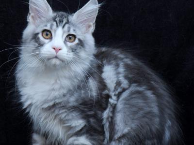 Mariya - Cat Breeder - Jacksonville&comma; FL&comma; US