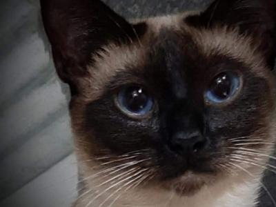 Blue Moon Siamese - Cat Breeder - Concord&comma; NH&comma; US