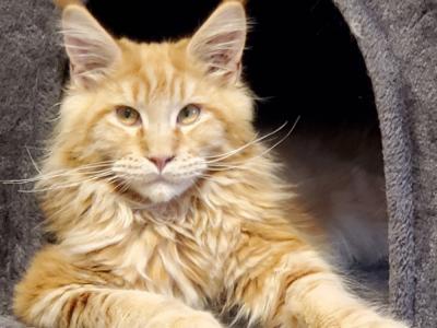 Susan Tau - Cat Breeder - Longmont&comma; CO&comma; US