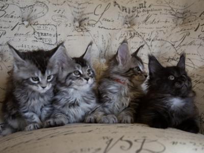 Mila - Cat Breeder - Rocklin&comma; CA&comma; US