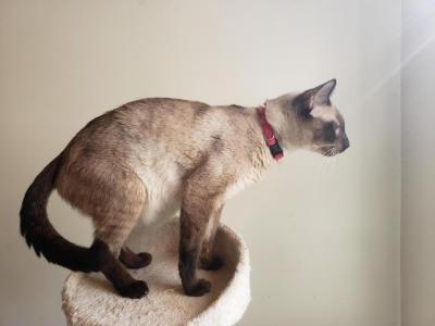 Tess - Cat Breeder - NY, US Tess - Cat Breeder - NY, US