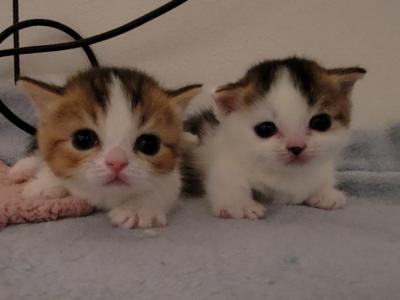 jellypaw cattery - Cat Breeder - Chino&comma; CA&comma; US