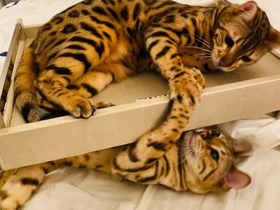 Roxanne - Cat Breeder - Santa Clarita&comma; CA&comma; US