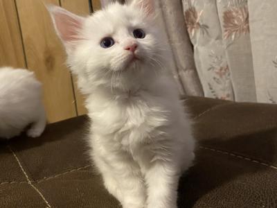 MARONNIES MAINE COONS - Cat Breeder - Fall River&comma; MA&comma; US