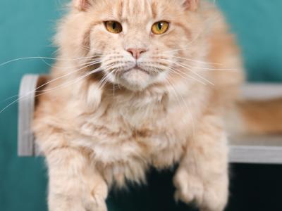 Alisha - Cat Breeder - Omaha, NE, US Alisha - Cat Breeder - Omaha, NE, US