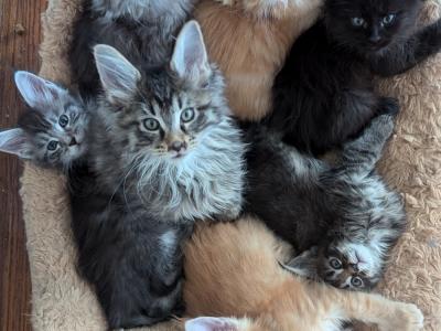 Nataliya Rivera - Cat Breeder - Staten Island&comma; NY&comma; US