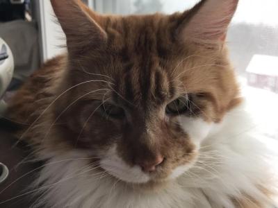 Sherrie - Cat Breeder - Waterford&comma; ME&comma; US