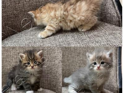 TICA NevaNineTails - Cat Breeder - Old Bridge&comma; NJ&comma; US