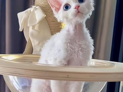 hqlovely cattery - Cat Breeder - Rancho Cucamonga&comma; CA&comma; US