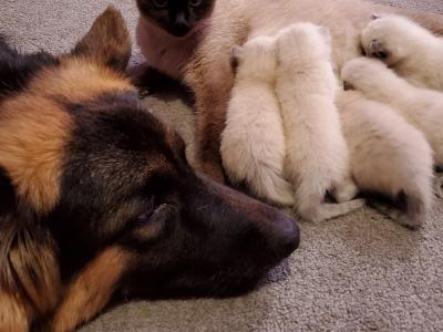 K Marie - Cat Breeder - Hampden&comma; MA&comma; US