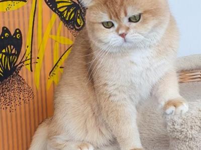 Anna - Cat Breeder - Sacramento&comma; CA&comma; US