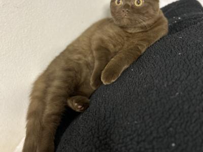 Dolly - Cat Breeder - Brooklyn&comma; NY&comma; US