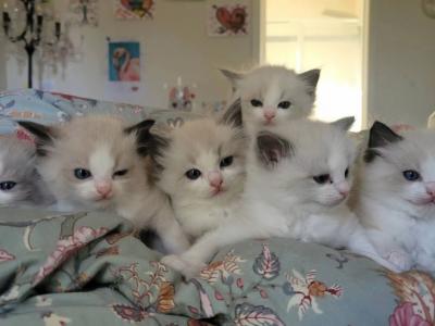 CiCi - Cat Breeder - Huntington Beach&comma; CA&comma; US