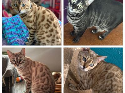 Heather - Cat Breeder - Oklahoma City&comma; OK&comma; US