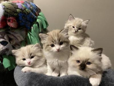 Georgia Ragdolls - Cat Breeder - Canton&comma; GA&comma; US