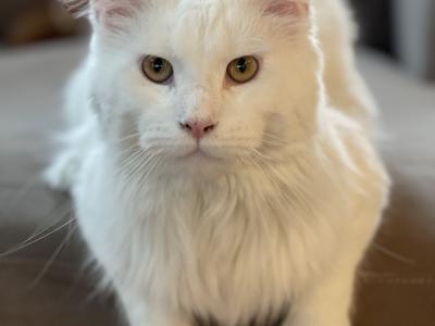 Cassy - Cat Breeder - OH, US Cassy - Cat Breeder - OH, US