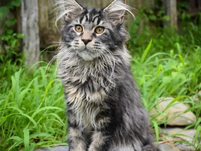 richard - Cat Breeder - Manchester&comma; NH&comma; US