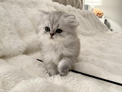 Marta - Cat Breeder - Beachwood, NJ, US Marta - Cat Breeder - Beachwood, NJ, US
