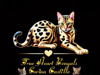 Corina - Cat Breeder - Mattawan&comma; MI&comma; US
