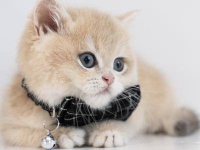 Sultan Cats - Cat Breeder - Louisville&comma; KY&comma; US
