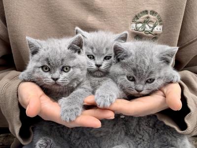 Colorado Kittens - Cat Breeder - Woodland Park&comma; CO&comma; US