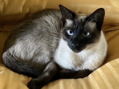 Susan - Cat Breeder - Wilmington&comma; OH&comma; US