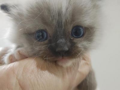 Rou Hart - Cat Breeder - Westborough&comma; MA&comma; US