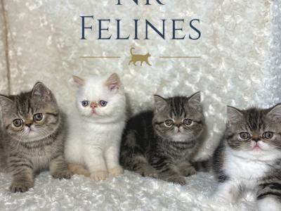 NR Felines - Cat Breeder - Ottawa&comma; KS&comma; US