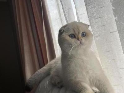 Katherine - Cat Breeder - Buffalo, NY, US Katherine - Cat Breeder - Buffalo, NY, US