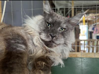 Michele - Cat Breeder - WA&comma; US